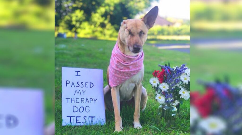La cagnolina Maggie ha passato il test come Therapy Dog
