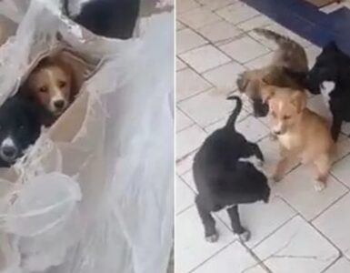 Cagnolini trovati in una scatola di cartone salvati dai volontari del rifugio