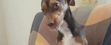 Cagnolino ruba la dentiera alla nonna