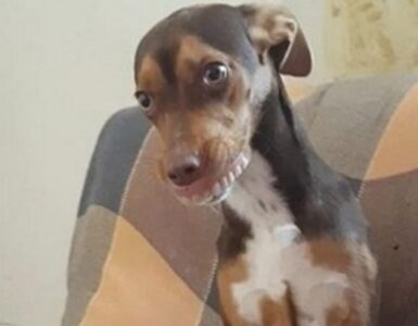 Cagnolino ruba la dentiera alla nonna