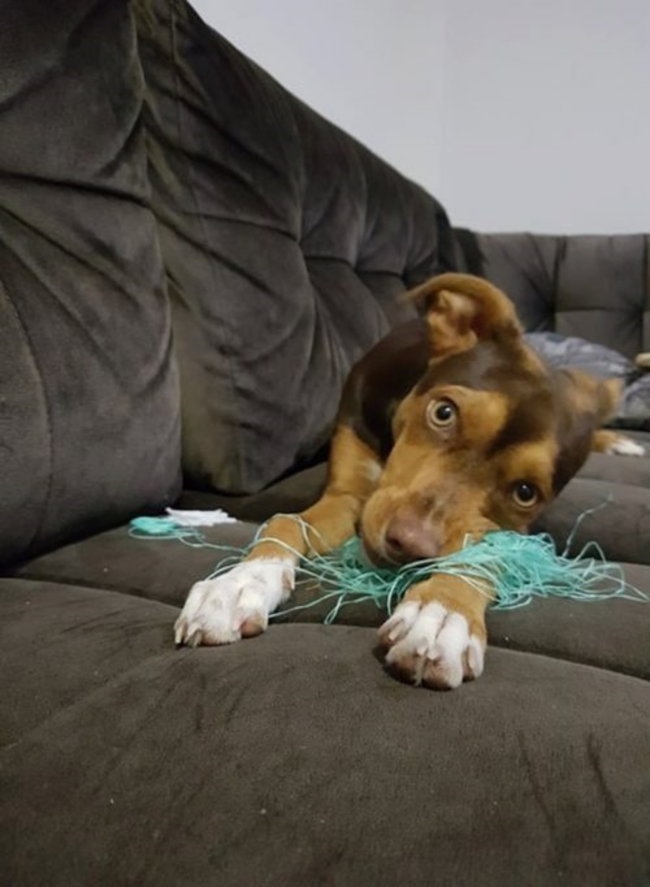 Cagnolino ruba la dentiera alla nonna