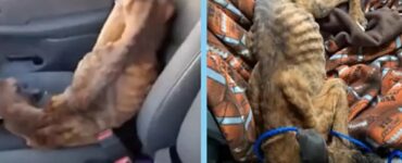 Cagnolino pelle e ossa