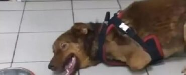 Cane investito perde gli arti anteriori