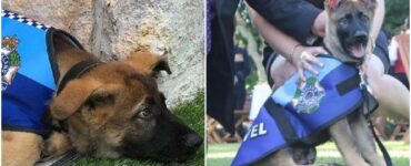 Cane della polizia viene licenziato perché non idoneo