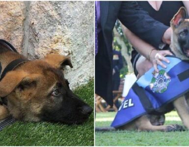 Cane della polizia viene licenziato perché non idoneo
