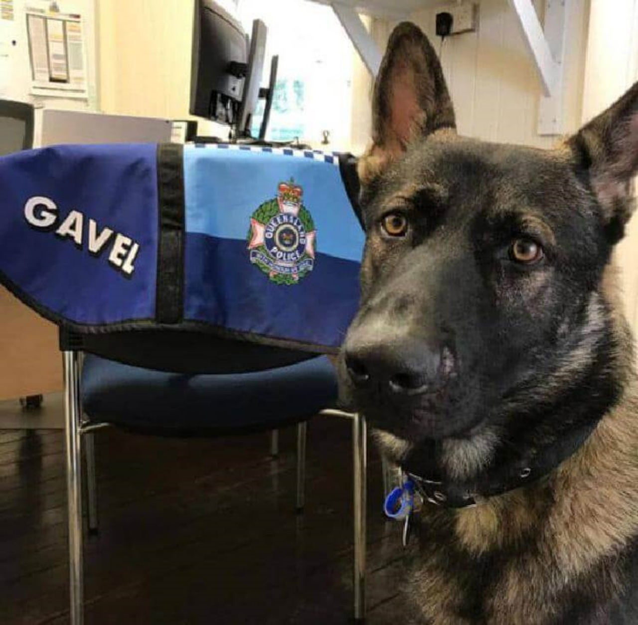 Cane della polizia viene licenziato perché non idoneo