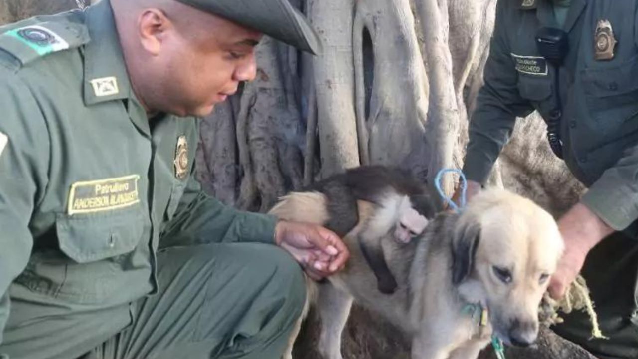 Scimmietta e cagnolina randagia