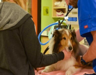Cane ha subito una paralisi dal ritorno dal campeggio, scoperta la causa
