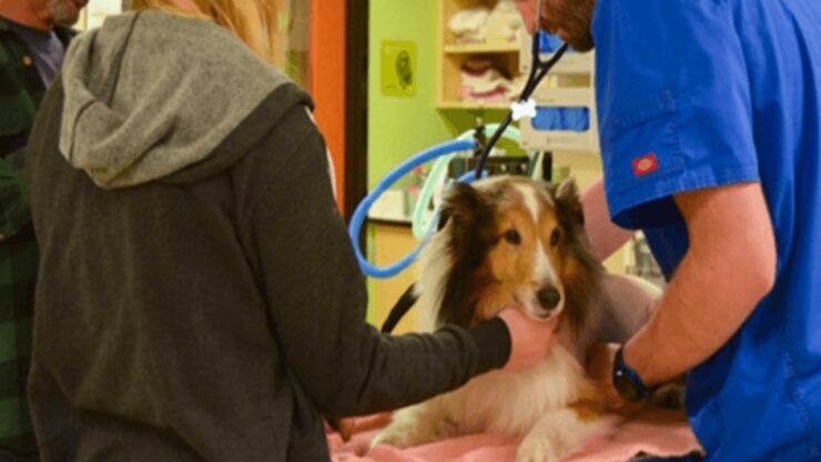 Cane ha subito una paralisi dal ritorno dal campeggio, scoperta la causa