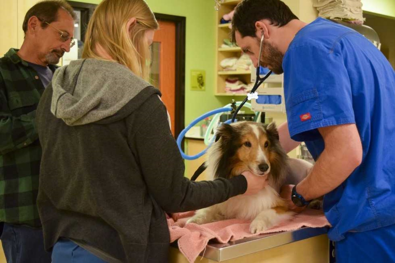 Cane ha subito una paralisi dal ritorno dal campeggio, scoperta la causa