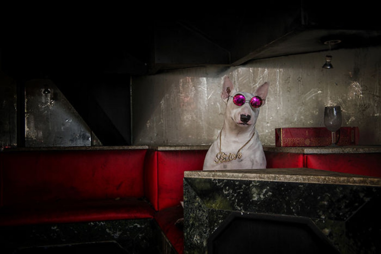 Cane protagonista delle foto dei luoghi abbandonati