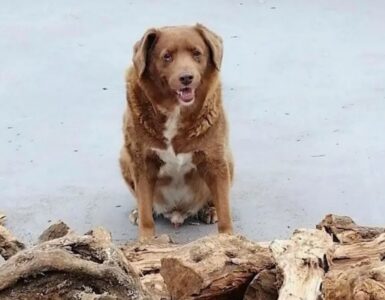 Cane più vecchio del mondo conquista il record