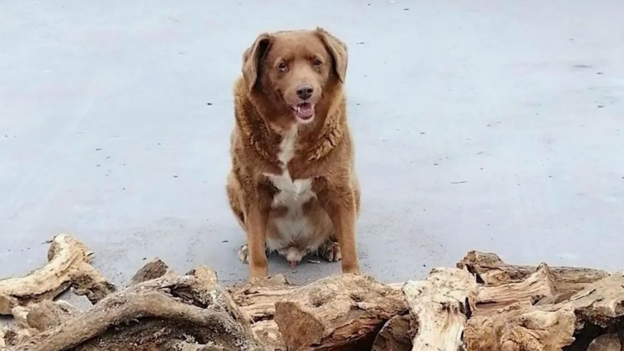 Cane più vecchio del mondo conquista il record