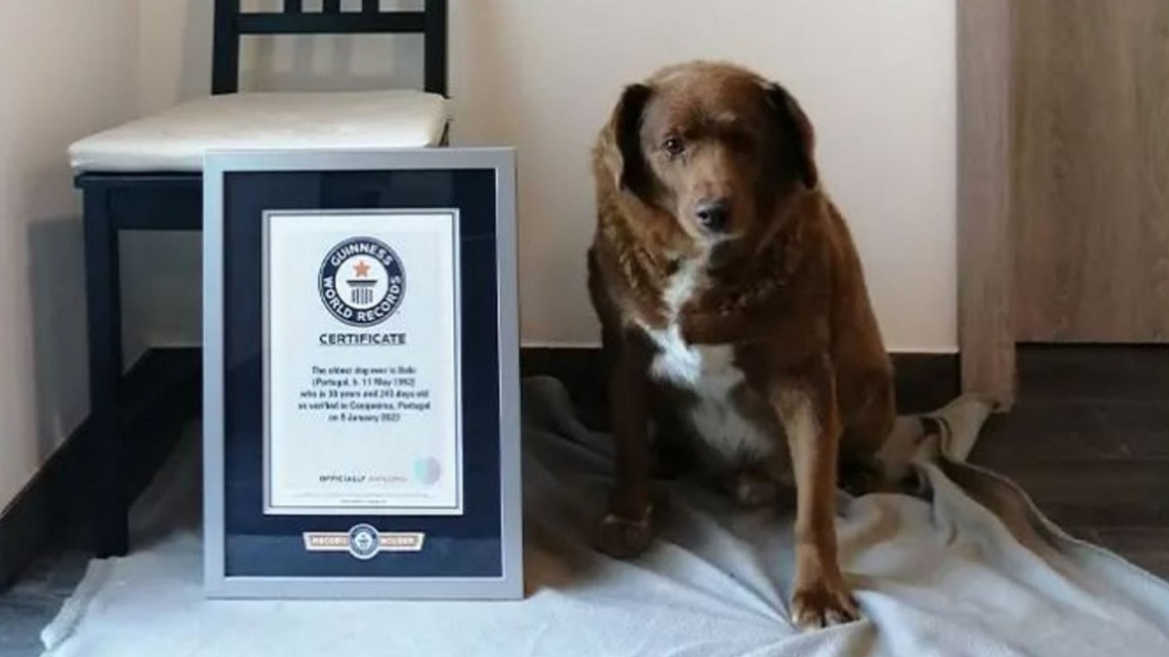 Cane più vecchio del mondo conquista il record