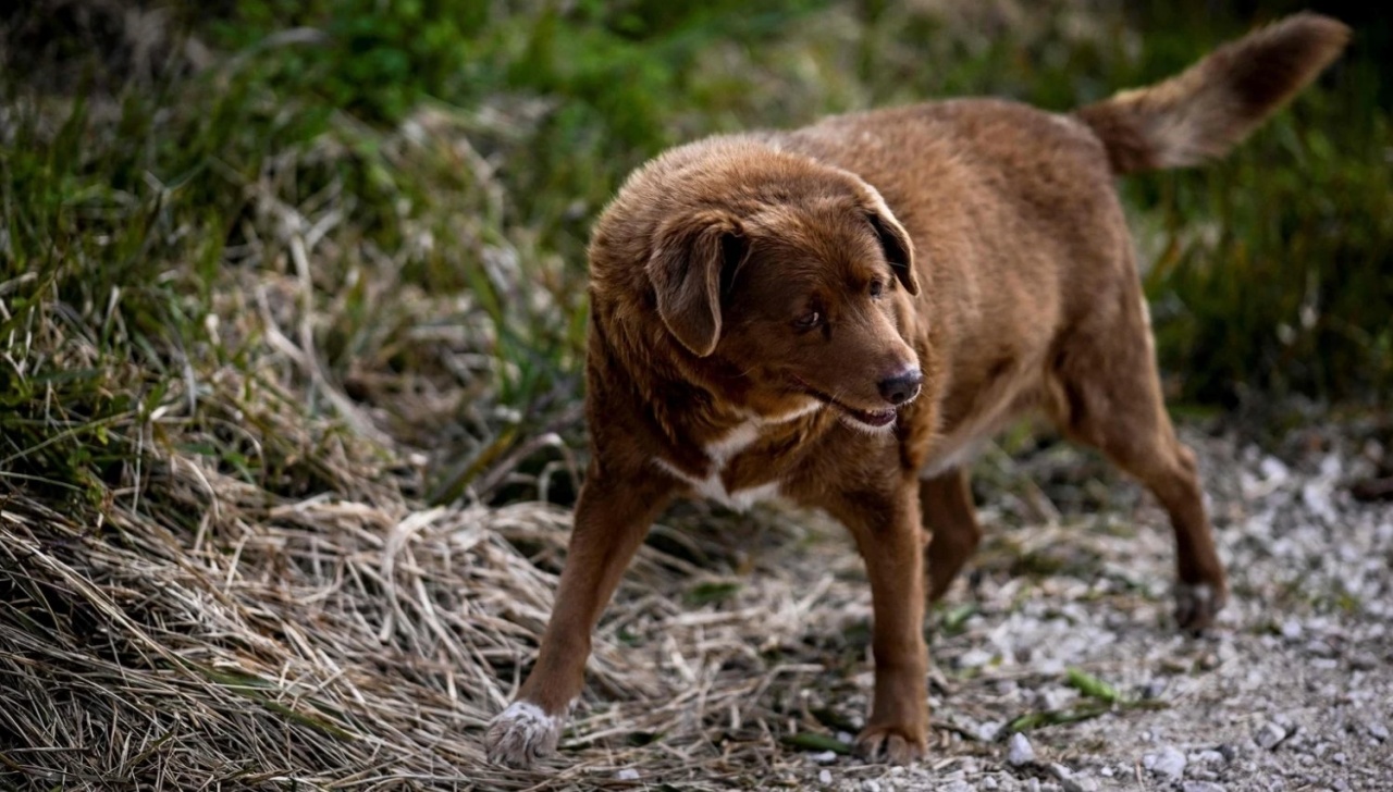 Cane più vecchio del mondo conquista il record