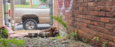 Cane randagio in un vicolo, aiutato da una volontaria