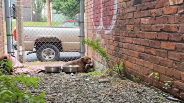 Cane randagio in un vicolo, aiutato da una volontaria