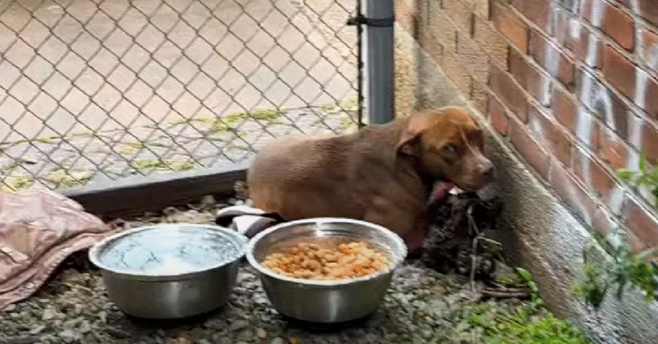 Cane randagio in un vicolo, aiutato da una volontaria