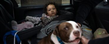 Cane salva la bambina dall'incendio, abbaiando e chiamando i soccorsi