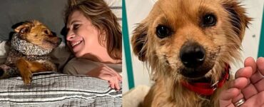 Cane trovato in una discarica, salvato dai volontari