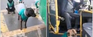 Cani fanno compagnia agli autisti, il loro nuovo lavoro