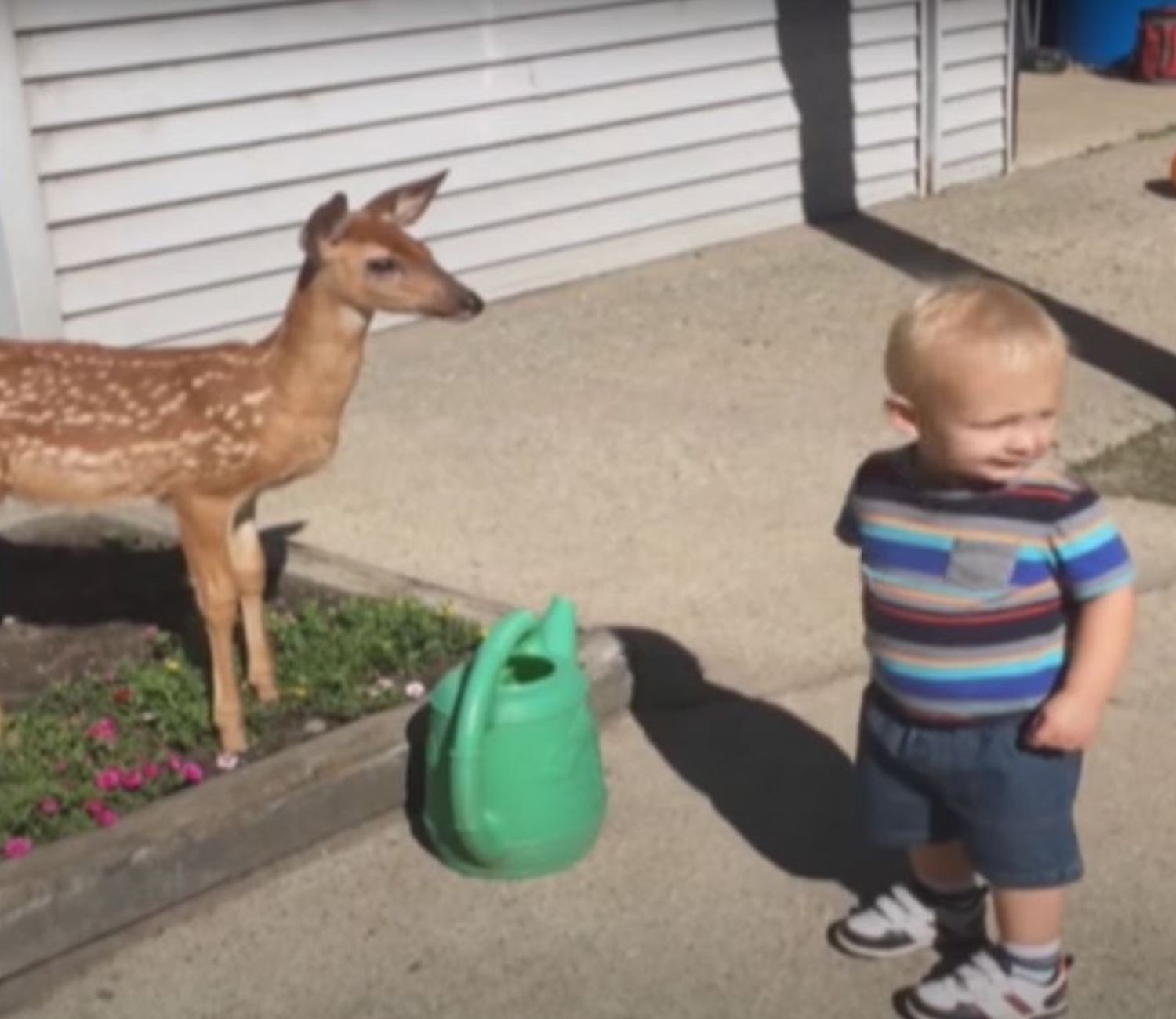 Cerbiatta osserva il bambino