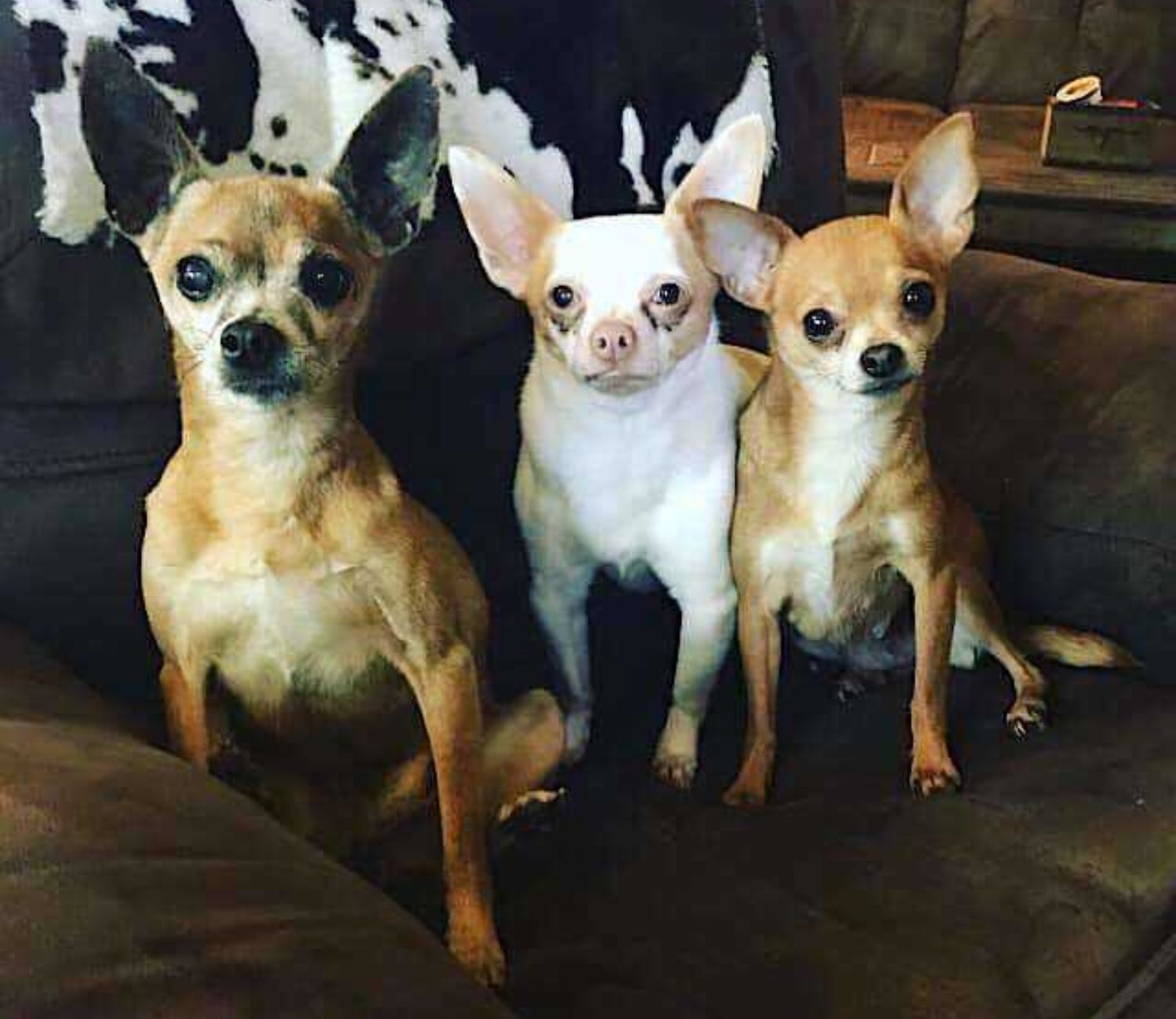 Chihuahua in compagnia
