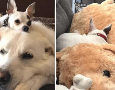Chihuahua insieme al suo amico