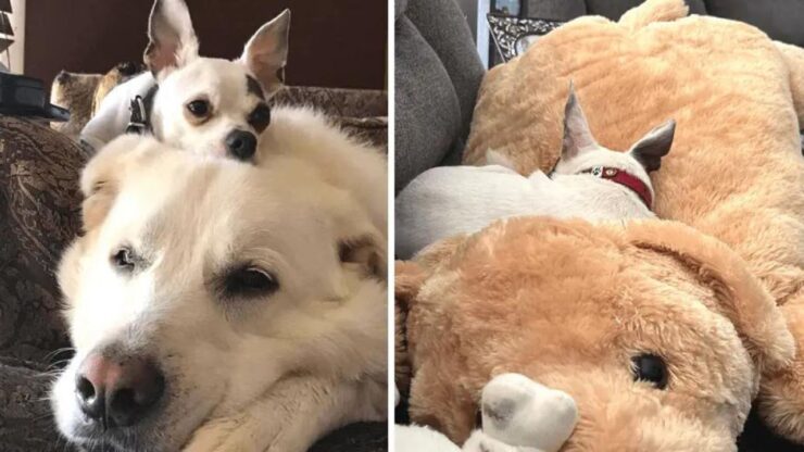 Chihuahua insieme al suo amico