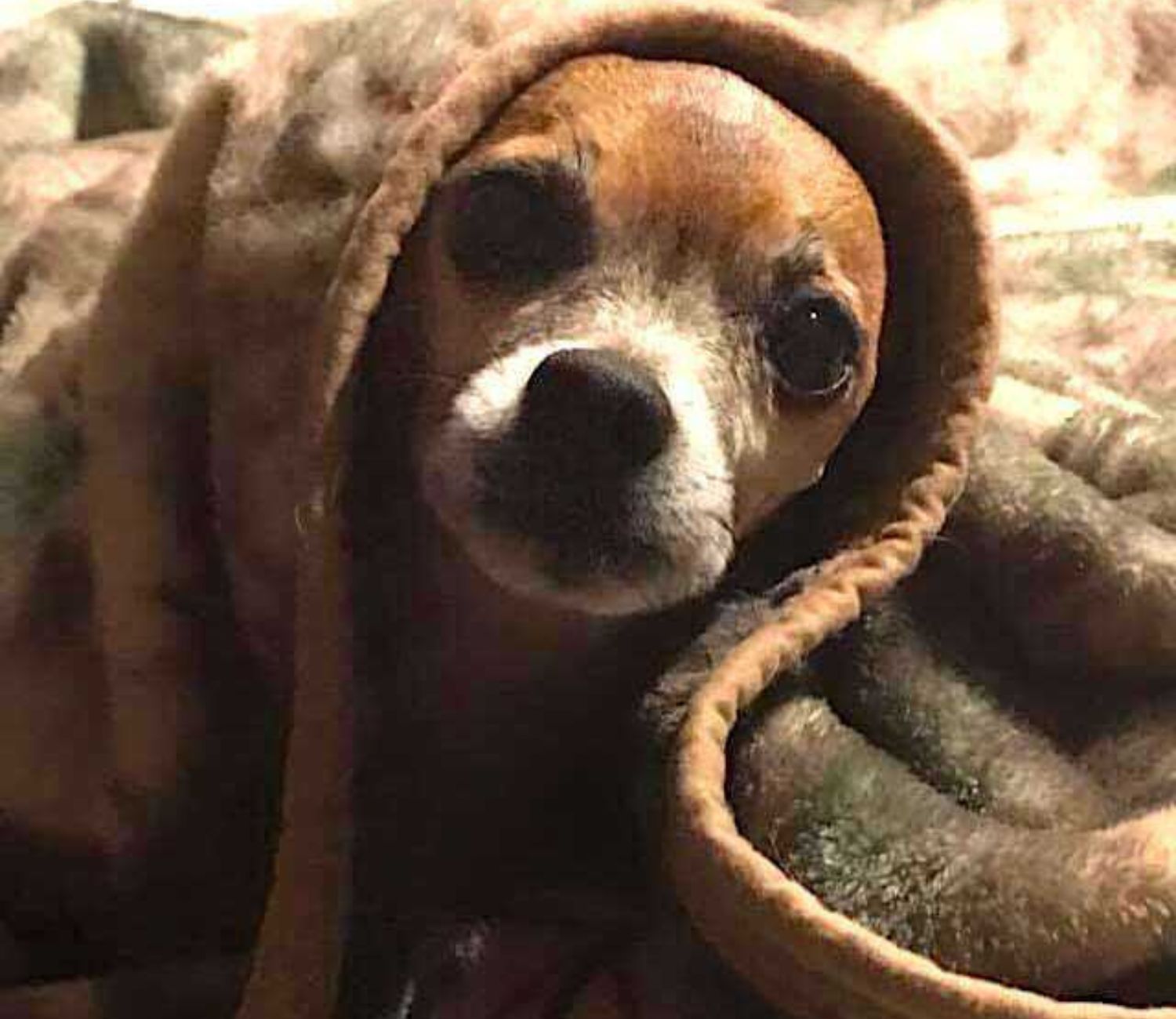 Chihuahua con copertina