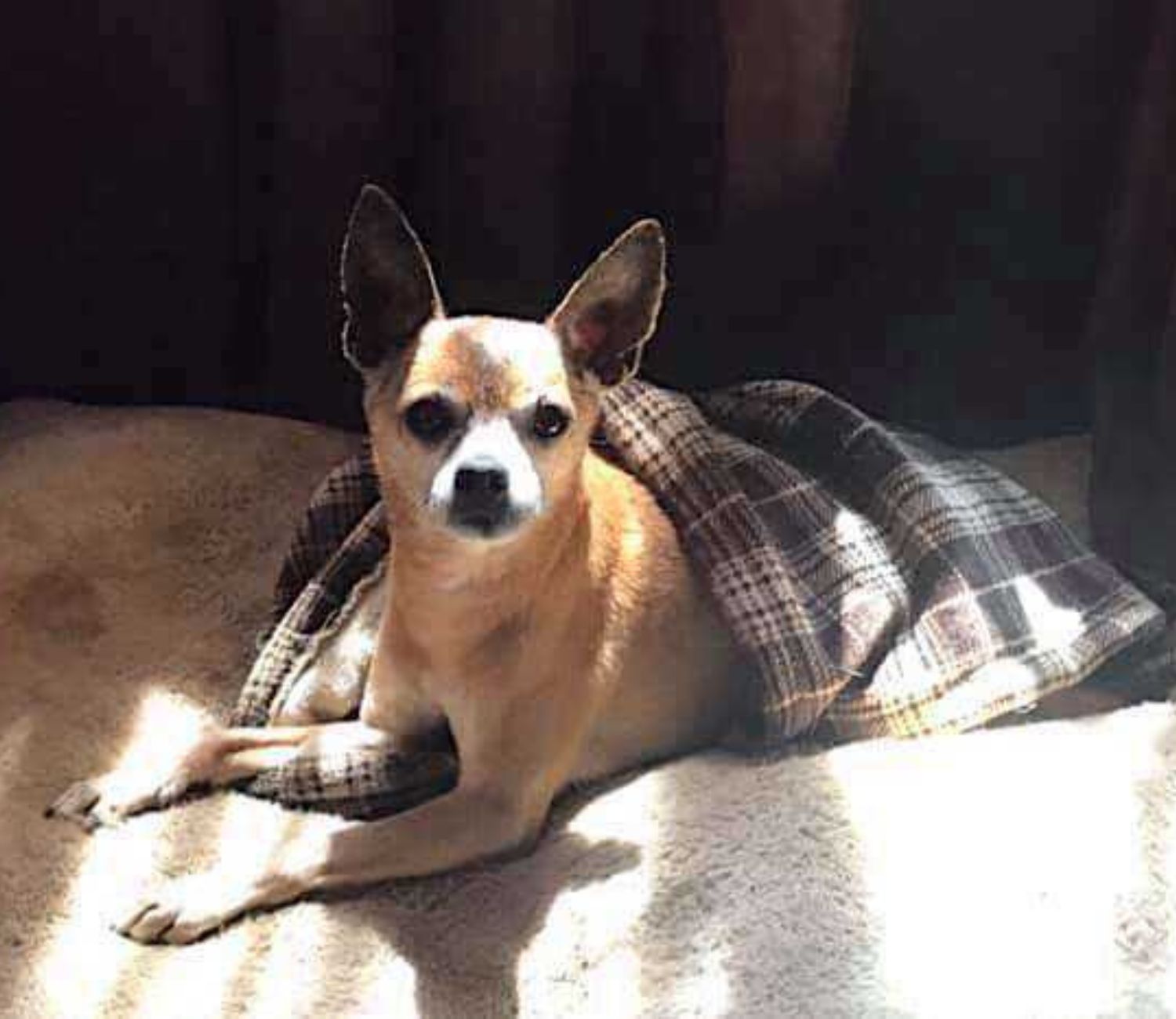 Cagnolino sotto il sole