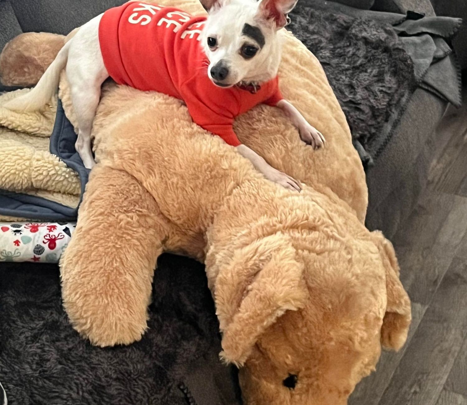 Chihuahua sul dorso del peluche