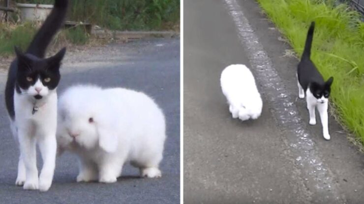 Coniglio bianco e gatto bianco e nero