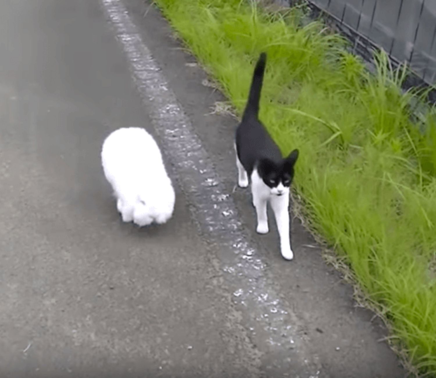 Gatto e coniglio a passeggio