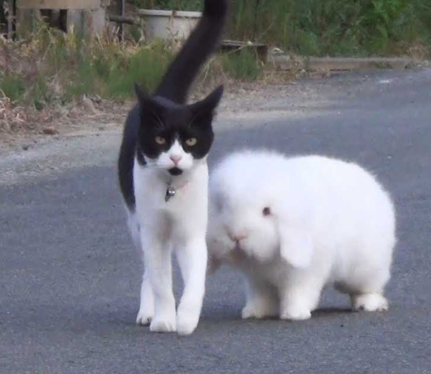 Coniglio e gatto insieme