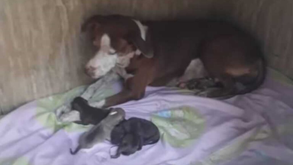 La cagnolina e i suoi cuccioli vengono salvati