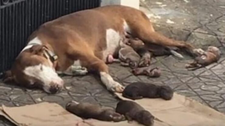 Mamma abbandonata partorisce i suoi cuccioli in strada