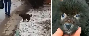 Cuccioli trovati in una scatola di cartone, il savataggio