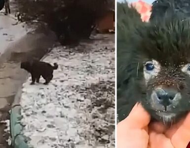 Cuccioli trovati in una scatola di cartone, il savataggio