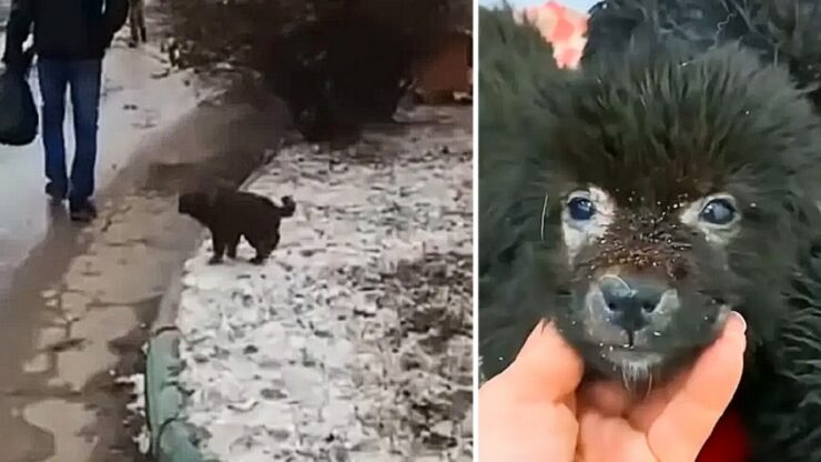 Cuccioli trovati in una scatola di cartone, il savataggio