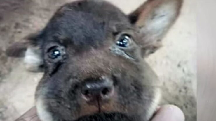 Cucciolo con le lacrime agli occhi chiede aiuto per il suo muso gonfio