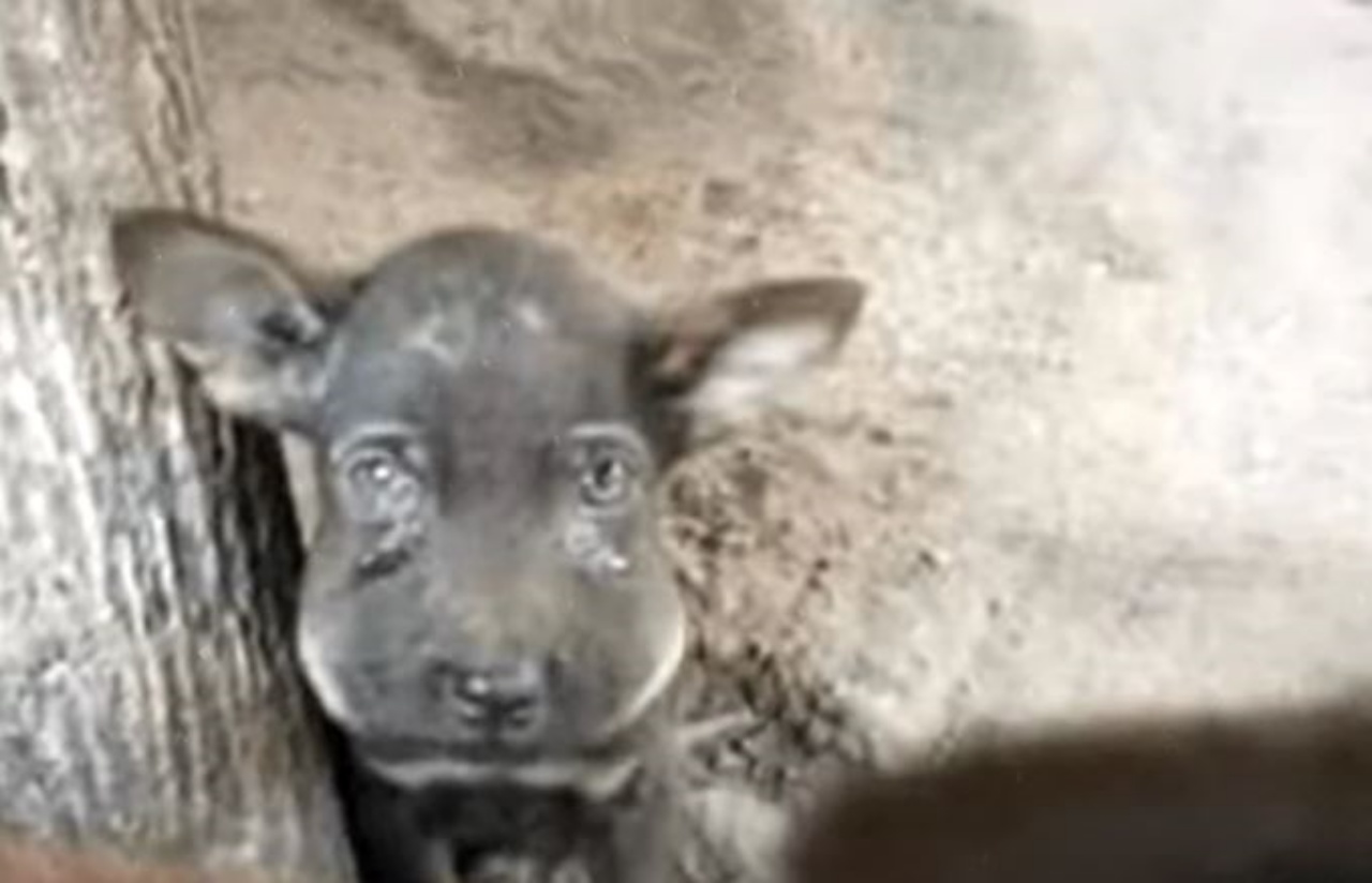 Cucciolo con le lacrime agli occhi chiede aiuto per il suo muso gonfio