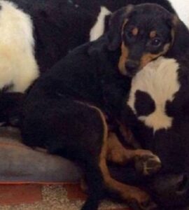 Cucciolo fa amicizia con il vitello; sono diventati inseparabili