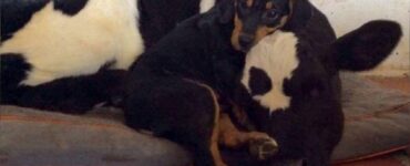 Cucciolo fa amicizia con il vitello; sono diventati inseparabili
