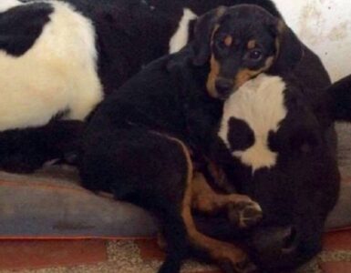 Cucciolo fa amicizia con il vitello; sono diventati inseparabili