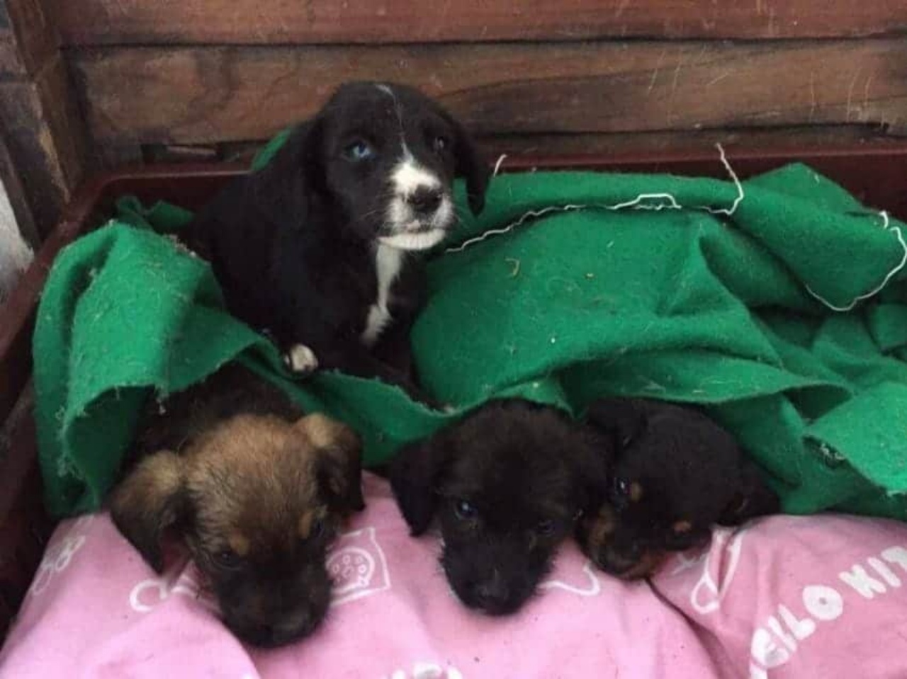 Cucciolo fa amicizia con il vitello; sono diventati inseparabili