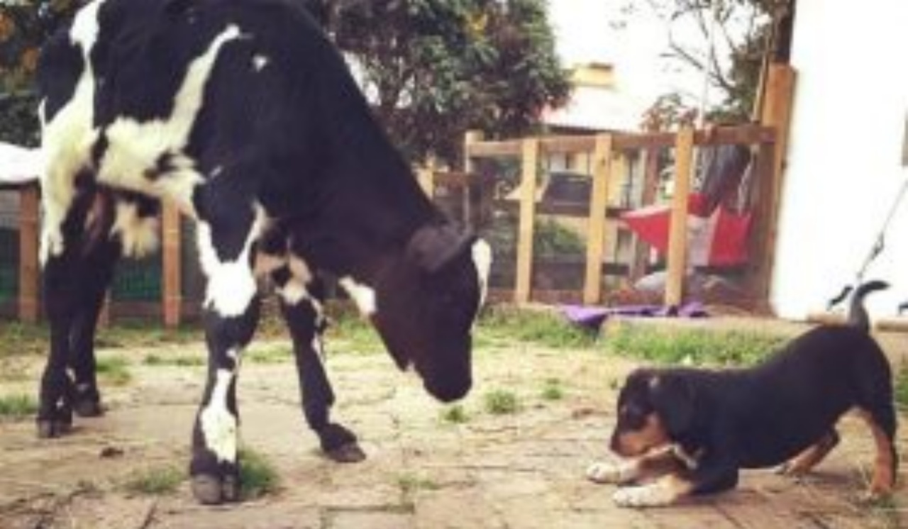 Cucciolo fa amicizia con il vitello; sono diventati inseparabili