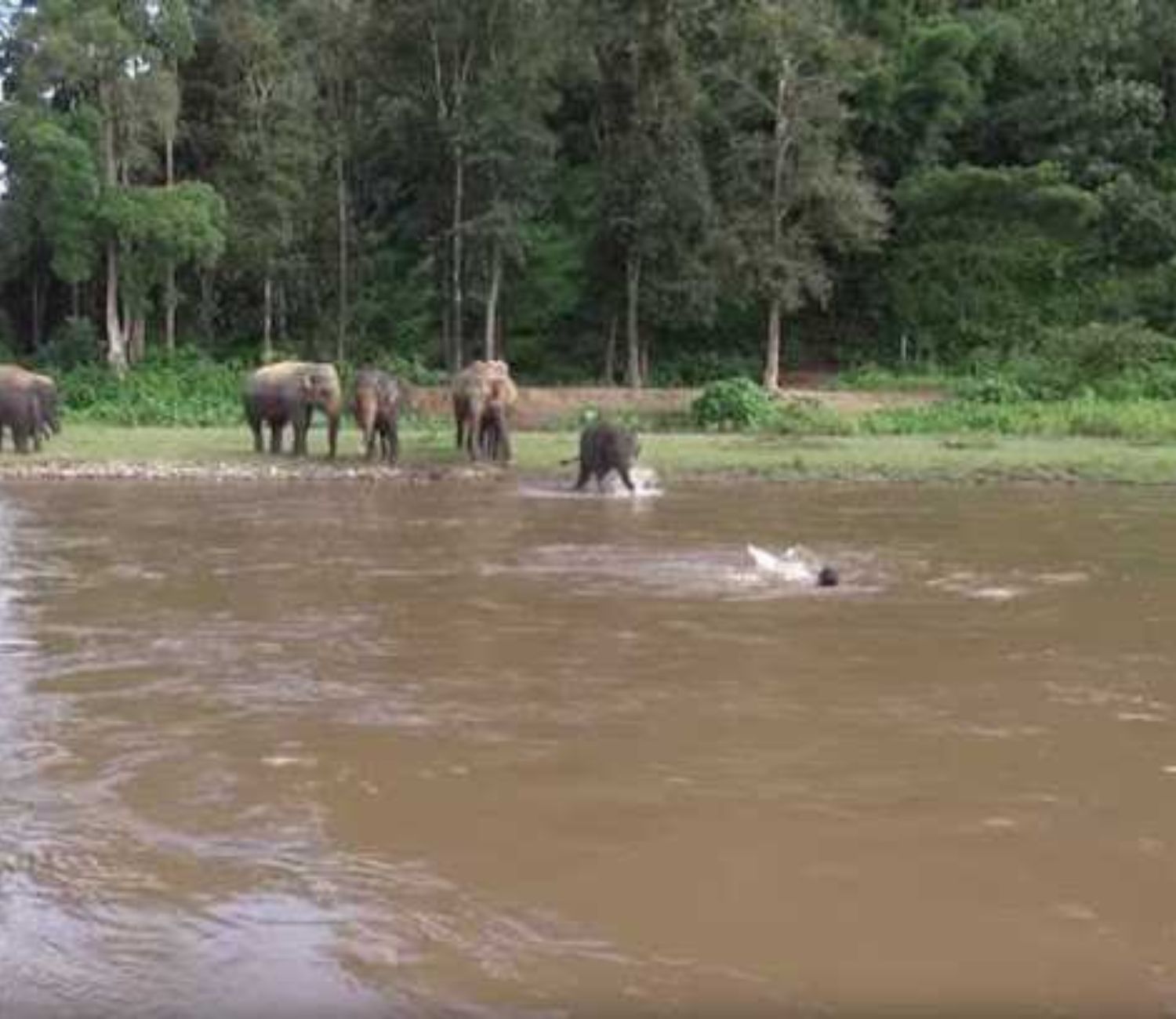 Elefanti passeggiano lungo il fiume