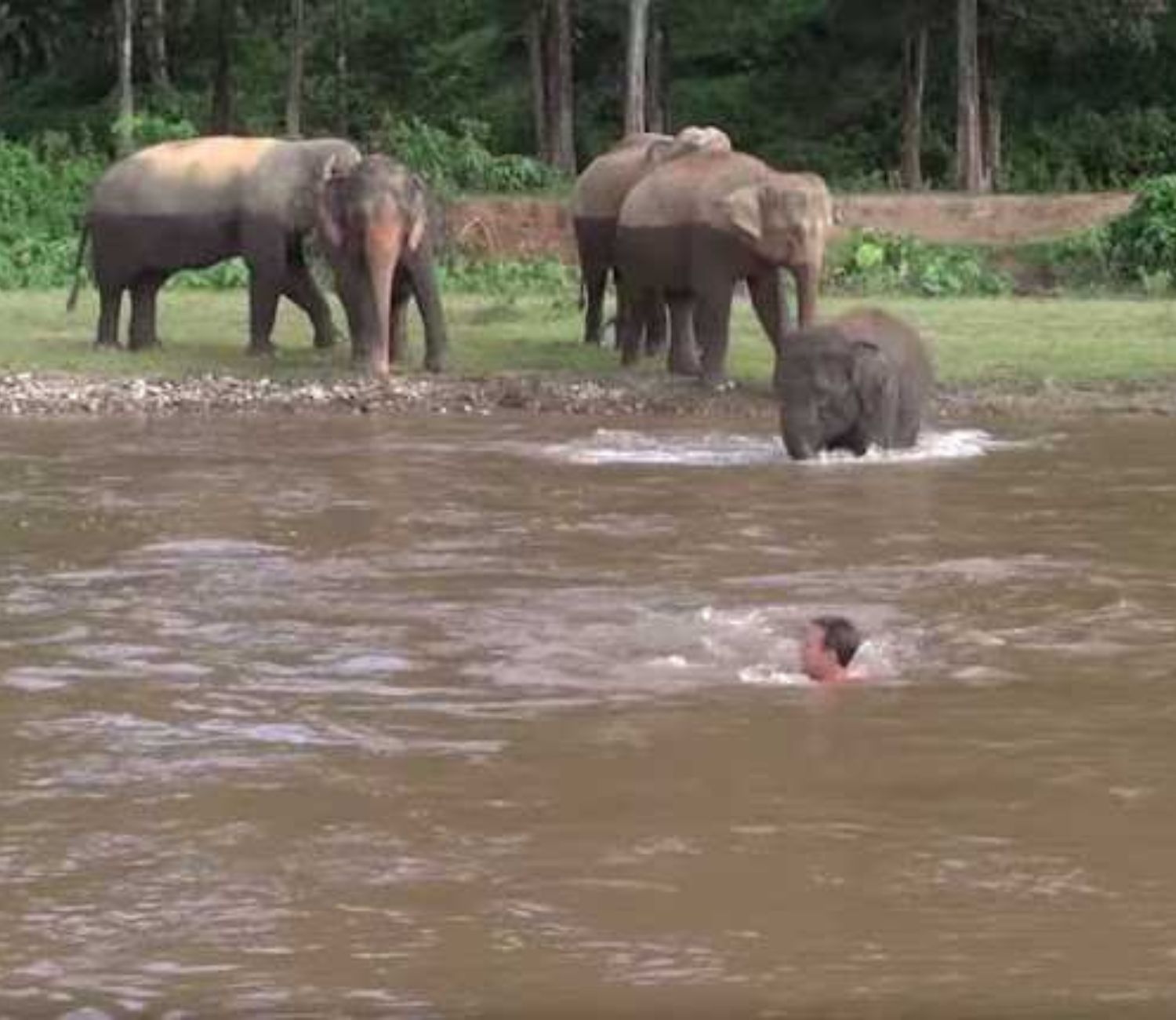 Elefante cerca di salvare l’uomo 
