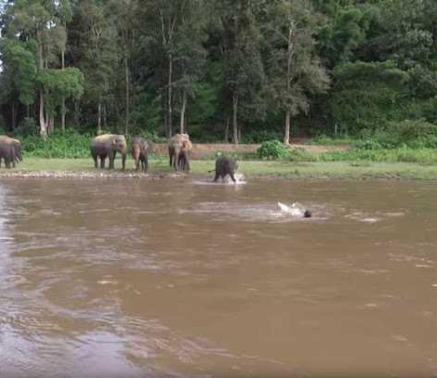 Custode con elefante in acqua